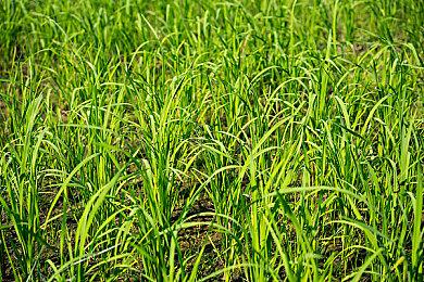 《焕然异星》4月21日EA发售 正式版10月上线PC及NS平台